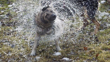 OpenGraph image for cbc.ca/radio/quirks/nov-17-2018-greenland-asteroid-impact-short-people-in-the-rain-forest-reef-islands-and-sea-level-and-more-1.4906857/the-mysteries-of-animal-movement-how-they-walk-on-water-and-climb-up-walls-1.4906865