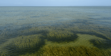 OpenGraph image for cbf.org/blogs/save-the-bay/2019/07/cautious-good-news-about-underwater-bay-grasses.html?utm_source=t.co&utm_medium=social&utm_campaign=en-blog