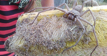 OpenGraph image for cbsnews.com/news/terrifying-photo-of-giant-spider-nicknamed-charlotte-goes-viral/