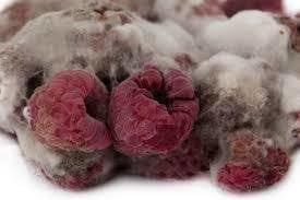 OpenGraph image for change.org/p/boycott-raspberry-pi-foundation