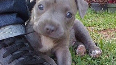 OpenGraph image for change.org/p/montreal-mayor-montreal-please-reverse-your-decision-to-ban-pitbulls?recruiter=21161576&utm_source=share_petition&utm_medium=twitter&utm_campaign=share_twitter_responsive