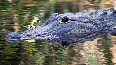 OpenGraph image for cnn.com/2019/07/15/us/police-warn-flushing-drugs-create-meth-gators-trnd/index.html