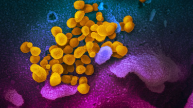 OpenGraph image for cnn.com/2020/03/09/health/coronavirus-pandemic-gupta/index.html