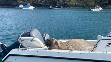 OpenGraph image for corkbeo.ie/news/local-news/wally-walrus-spotted-new-boat-21268715?fbclid=IwAR1O1yAKoWSPf2JmmJWTriZpVVg7sZOJ0unri-LvkXS3QAezuB40UjT3m5c