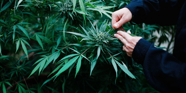 OpenGraph image for cosmopolitan.com/politics/a63560/marijuana-industry-sexual-abuse-rape/