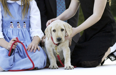 OpenGraph image for dailykos.com/stories/2019/10/9/1891277/-Oklahoma-caregiver-accidentally-shot-by-patient-s-yellow-Labrador-puppy