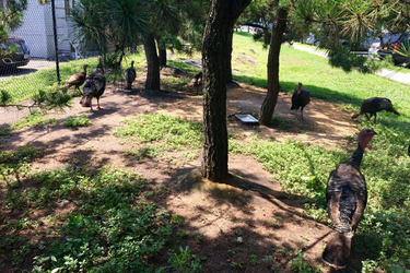 OpenGraph image for dnainfo.com/new-york/20160728/dongan-hills/podcast-saving-staten-islands-threatened-turkeys
