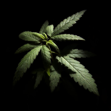 OpenGraph image for eaze.com/article/listening-and-learning