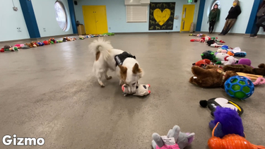 OpenGraph image for facebook.com/DogsTrustIrelandOnline/videos/942772886677902/