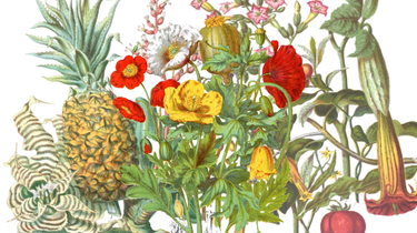 OpenGraph image for fastcompany.com/90374575/see-the-rare-drawings-of-a-19th-century-female-botanist-remastered-for-the-web