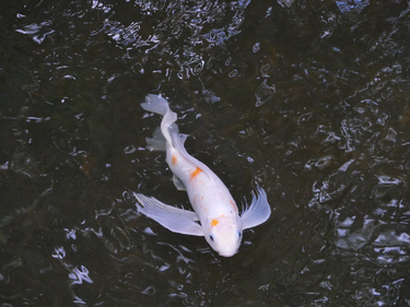 OpenGraph image for flickr.com/photos/45233773@N00/albums/72157666252584413