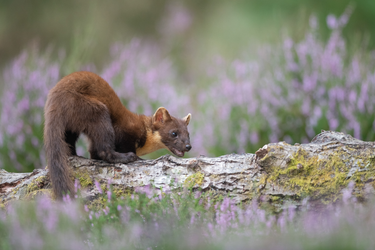 OpenGraph image for forestryengland.uk/news/pine-martens-return-the-south-england