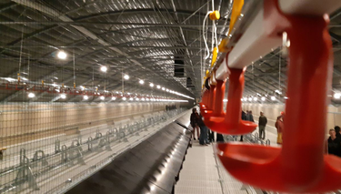 OpenGraph image for francebleu.fr/infos/agriculture-peche/un-poulailler-geant-suscite-curiosite-et-interrogation-dans-les-vosges-1572774417