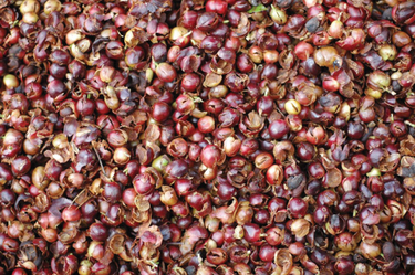 OpenGraph image for freshcup.com/what-is-cascara/