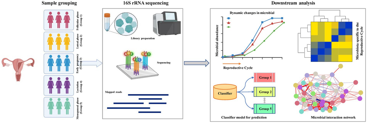 Characterization of vaginal microbiota across female reproductive ...