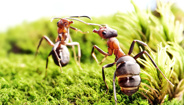 OpenGraph image for futurity.org/ants-aggressive-behavior-2271132/