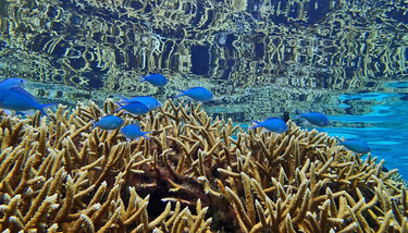 OpenGraph image for futurity.org/coral-reefs-algae-eating-fish-2810182-2/