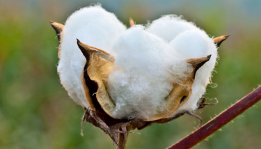 OpenGraph image for futurity.org/cotton-biofuel-cell-medical-implants-1921162-2/