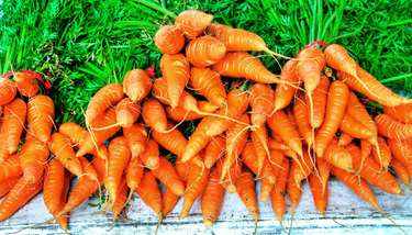 OpenGraph image for futurity.org/diverse-crops-ecosystems-yields-2471502-2