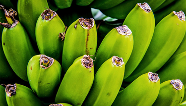 OpenGraph image for futurity.org/farms-with-diverse-crops-biodiversity-climate-change-2313972/