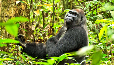 OpenGraph image for futurity.org/gorillas-social-life-2360092/