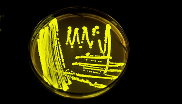OpenGraph image for futurity.org/graphene-bacteria-nanomaterials-2102652/
