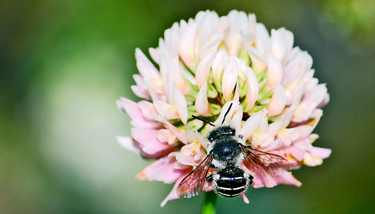 OpenGraph image for futurity.org/lawn-pollinators-2085682-2/