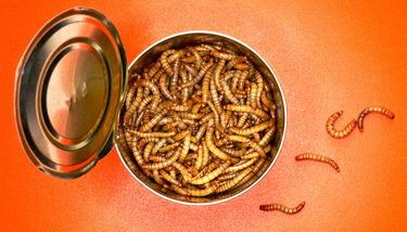OpenGraph image for futurity.org/mealworms-grasshoppers-sustainable-food-2489882/
