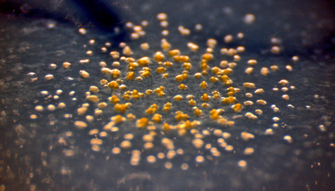 OpenGraph image for futurity.org/myxococcus-xanthus-cooperation-2016492-2/