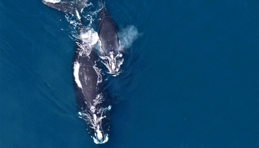 OpenGraph image for futurity.org/right-whales-whisper-2181812/