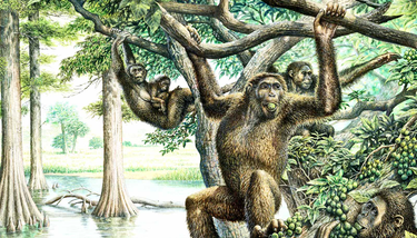 OpenGraph image for futurity.org/rudapithecus-human-ancestors-pelvis-fossil-2163812-2/