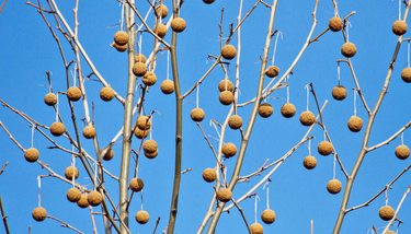 OpenGraph image for futurity.org/super-trees-cities-2669272-2