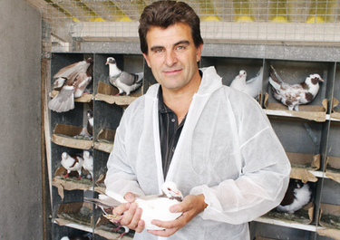 OpenGraph image for fwi.co.uk/poultry/pigeons-come-home-to-roost-in-france