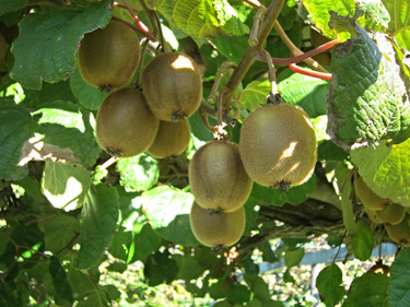 OpenGraph image for gerbeaud.com/jardin/fiches/actinidia-kiwi-taille-fruit.php3