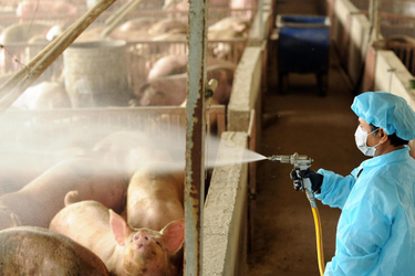 OpenGraph image for independent.co.uk/environment/coronavirus-meat-animal-farming-pandemic-disease-wet-markets-a9505626.html