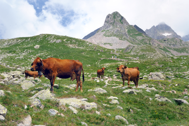 OpenGraph image for inrae.fr/actualites/quelques-idees-fausses-viande-lelevage