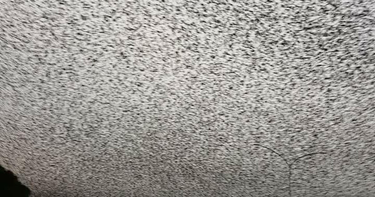 OpenGraph image for inverse.com/article/41538-starlings-swarm-rome-sky-reddit-photo