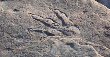 OpenGraph image for irishtimes.com/news/world/europe/dinosaur-footprint-discovered-by-girl-4-on-welsh-beach-1.4472215