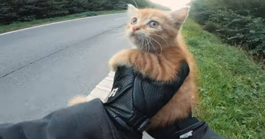 OpenGraph image for lalibre.be/regions/hainaut/scene-heroique-sur-l-autoroute-a-mons-un-motard-sauve-un-chaton-sa-video-fait-le-buzz-video-5d6b78539978e27153ed3e99