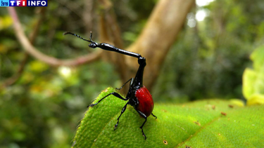 OpenGraph image for lci.fr/sciences/rapport-du-giec-de-la-biodiversite-le-temps-est-compte-pour-eviter-une-extinction-de-masse-alerte-un-expert-2119788.html