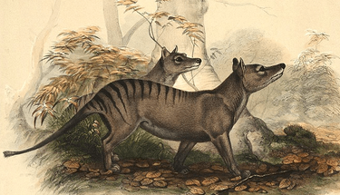 OpenGraph image for lostspeciesday.org/?p=767