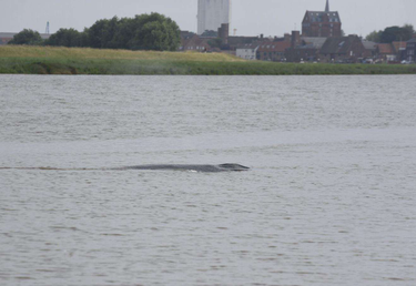 OpenGraph image for lynnnews.co.uk/news/whale-spotted-in-kings-lynn-river-9002839/