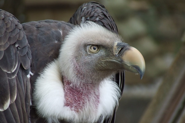 OpenGraph image for macg.co/logiciels/2018/08/twitter-lapi-qui-dechante-103328