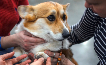 OpenGraph image for marianne.net/debattons/editos/quand-des-antispecistes-veulent-retirer-leur-chien-des-aveugles-en-les-accusant-d