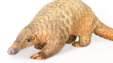 OpenGraph image for nationalgeographic.com/animals/mammals/group/pangolins/