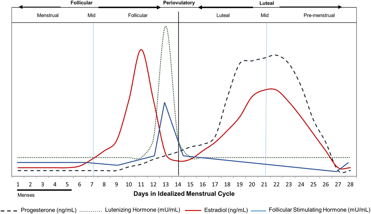 Menstrual cycle rhythmicity: metabolic patterns in healthy women