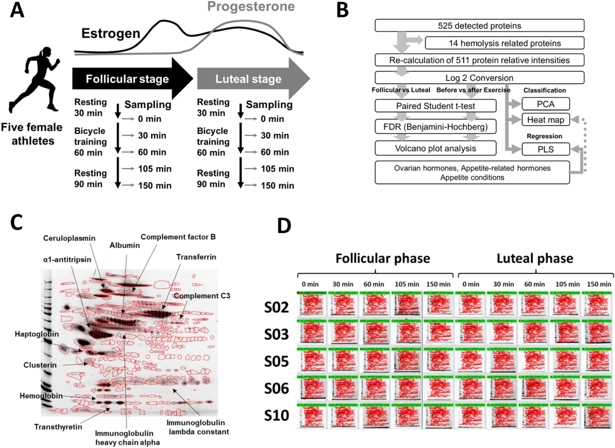 Proteomics of appetite-regulating system influenced by menstrual ...
