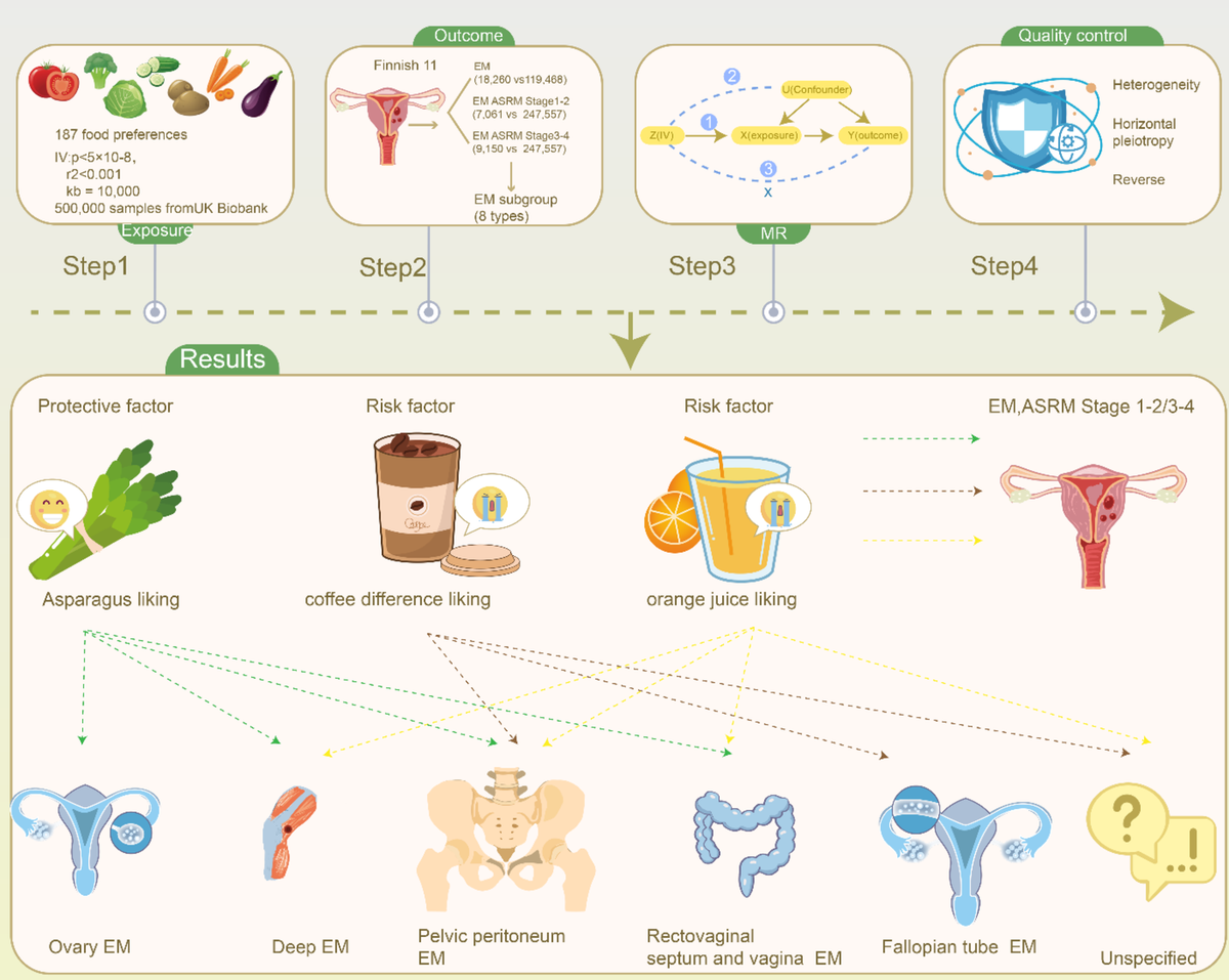 Causal analysis of dietary preferences and the risk of endometriosis ...
