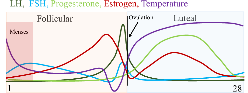 Machine learning-based menstrual phase identification using ...