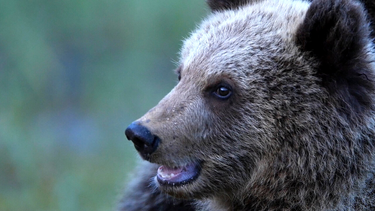 OpenGraph image for netflix.com/watch/80104025?trackId=13589554